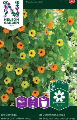 Nelson Garden siemen susanna, mustasilmä-, väriseos