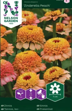 Nelson Garden siemen tsinnia, iso-, Zinderella Peach