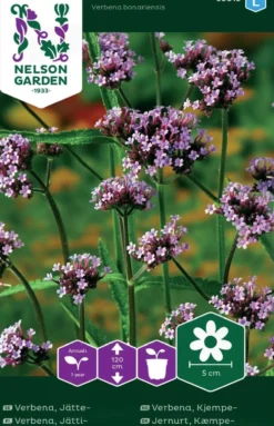 Nelson Garden siemen verbena, jätti-