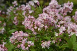 Nietospensas 'Yuki Cherry Blossom', At 3L