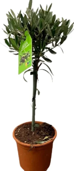 Oliivipuu korkeus 55 cm rk 16 cm