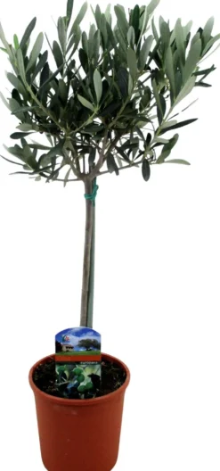 Oliivi, rungollinen 14 cm ruukussa, korkeus 45 cm