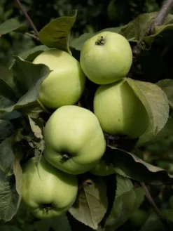 Omenapuu 'Antonovka' talvilajike, Malus domestica 'Antonovka'