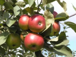 Omenapuu 'Jaspi' astiataimi 7,5l ruukussa