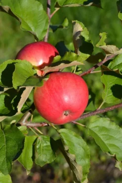 Omenapuu 'Railamo' 7,5 l astiataimi Malus domestica 'Railamo'