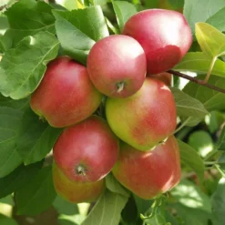 Omena 'Tobias' AT 7,5 l