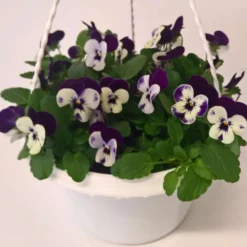 Orvokkiamppeli, halk. 19 cm, 5 taimea, Suomessa viljelty