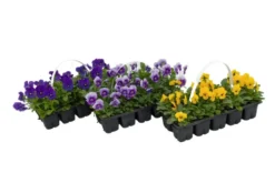 Orvokki 10-pack
