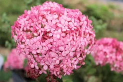 Pallohortensia Pink Annabelle koristepensas Proven Winners astiataimi 3 L