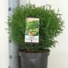 Pallotuija 'Tiny Tim' 25-30 cm astiataimi 3 l ruukussa