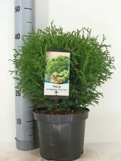 Pallotuija 'Tiny Tim' 25-30 cm astiataimi 3 l ruukussa