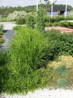 Palmusara Carex muskingumensis