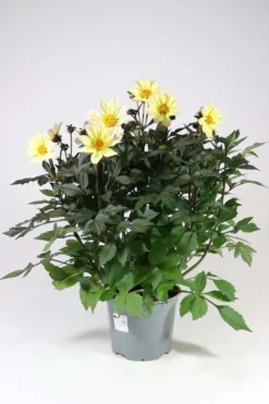 Patio Daalia Happy Days Mix 19 cm