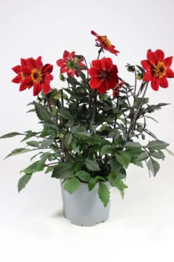 Patio Daalia Happy Days Mix 19 cm