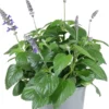Patio Salvia 19 cm