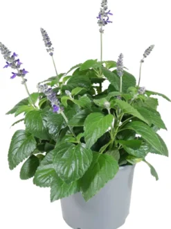 Patio Salvia 19 cm