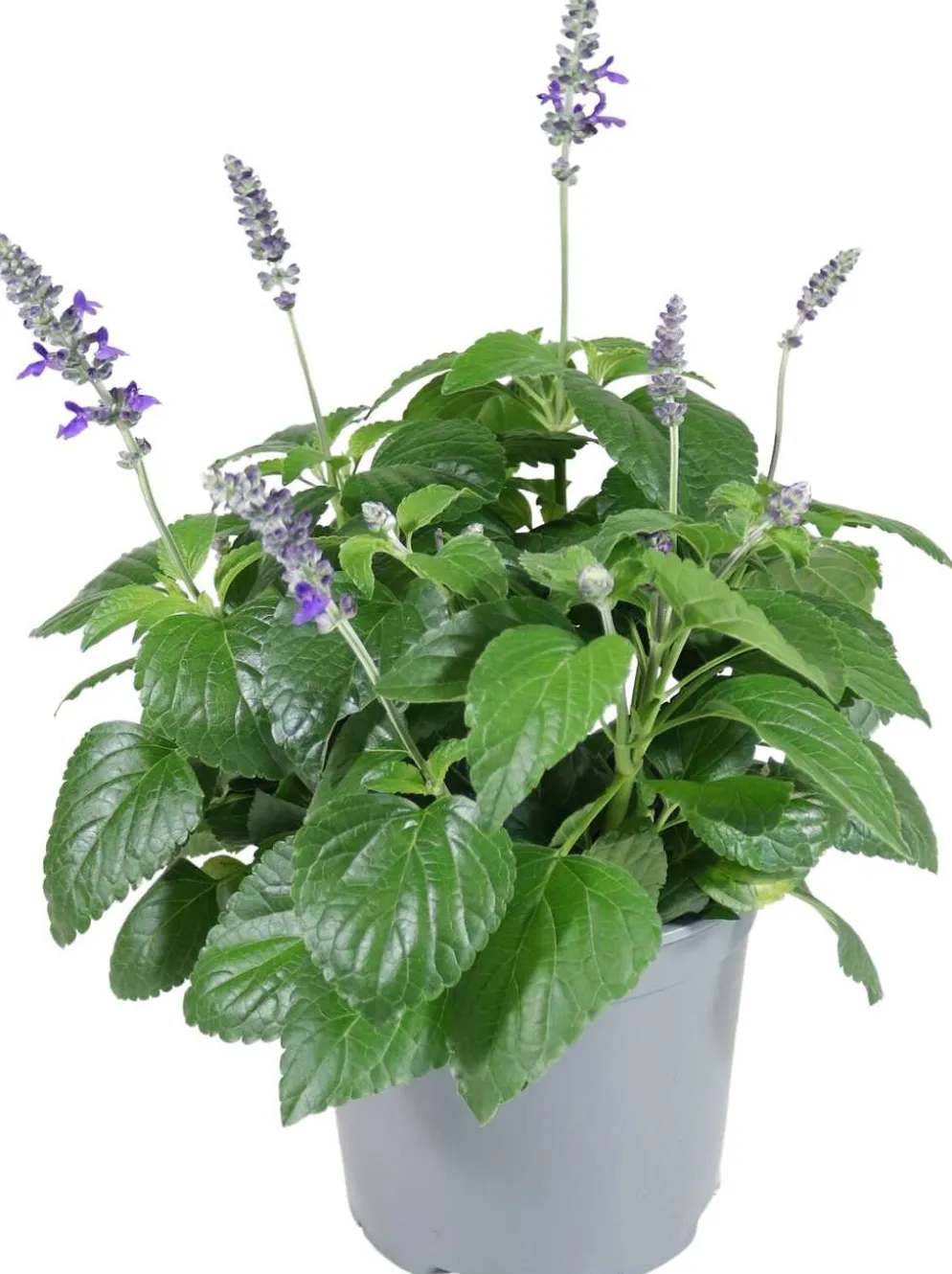 Patio Salvia 19 cm