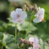 Peittokurjenpolvi 'Biokovo' Geranium x cantabrigiense
