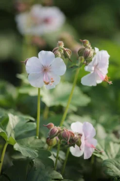 Peittokurjenpolvi 'Biokovo' Geranium x cantabrigiense