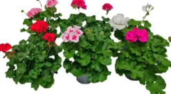 Pelargonia Calliope 12 cm ruukussa