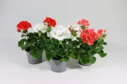 Pelargoni Mix 12 cm ruukussa