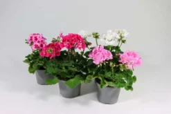 Pelargoni Mix 12 cm ruukussa