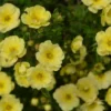 Pensashanhikki 'Lemon Meringue' 3 l astiataimi, Dasiphora fruticosa 'Bailmeringue'