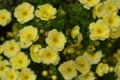Pensashanhikki 'Lemon Meringue' 3 l astiataimi, Dasiphora fruticosa 'Bailmeringue'