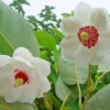 Pensasmagnolia 50-60 cm astiataimi Magnolia sieboldii