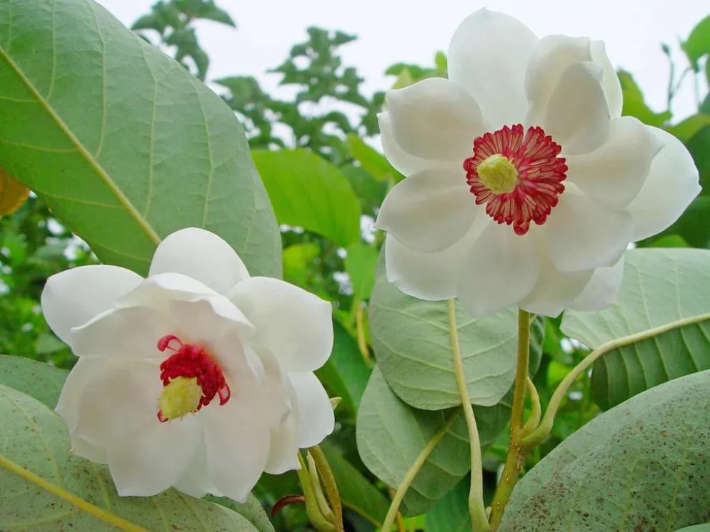 Pensasmagnolia 50-60 cm astiataimi Magnolia sieboldii
