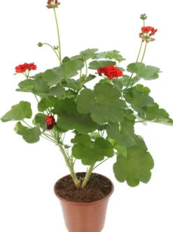 Perinnepelargoni 13 cm