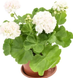 Perinnepelargoni 13 cm