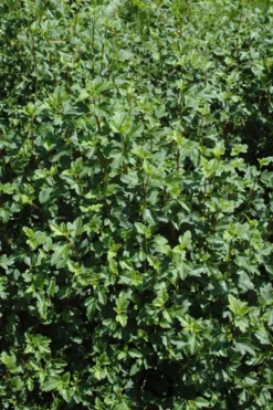 Pikkutaikinamarja 2 l astiataimi Ribes alpinum 'Pumilum'