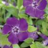 Pikkutalvio 'Atropurpurea' Vinca minor
