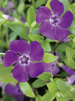 Pikkutalvio 'Atropurpurea' Vinca minor