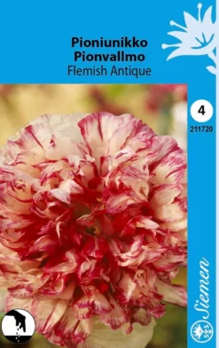 Pioniunikko 'Flemish Antique'