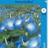 Päivänsini Heavenly Blue