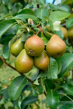 Päärynä ‘Pepi’ I lk 7,5 l astiataimi Pyrus communis ‘Pepi’
