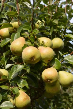 Päärynäpuu 'Lutsu' 7,5 l astiataimi Pyrus communis 'Lutsu'