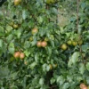Päärynäpuu 'Olga', Pyrus communis 'Olga'