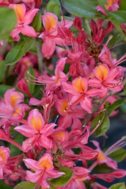 Puistoatsalea 'Adalmina' 30-40 cm 3 l astiataimi, rhododendron 'Adalmina'
