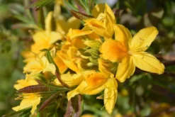 Puistoatsalea 'Onnimanni', Rhododendron 'Onnimanni'