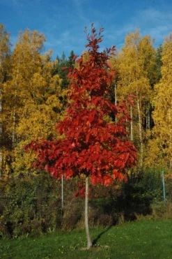 Punatammi koristepuu astiataimi 150-250 cm