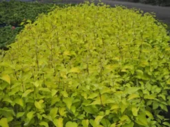 Puutarha Tahvoset Pensaskanukka Neon Burst™ 3 l astiataimi