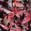 Puutarha Tahvoset Purppuraheisiangervo 'Lady in Red' rungollinen astiataimi