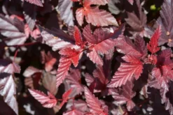 Puutarha Tahvoset Purppuraheisiangervo 'Lady in Red' rungollinen astiataimi