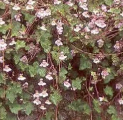 Rauniokilkka Cymbalaria muralis