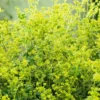 Reunuspoimulehti Alchemilla erythropoda
