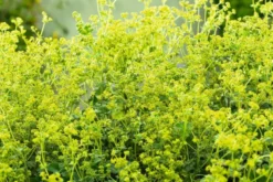 Reunuspoimulehti Alchemilla erythropoda