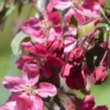 Riippaomenapuu Ruby Tears 120-150 cm astiataimi Malus 'Bailears' Ruby Tears